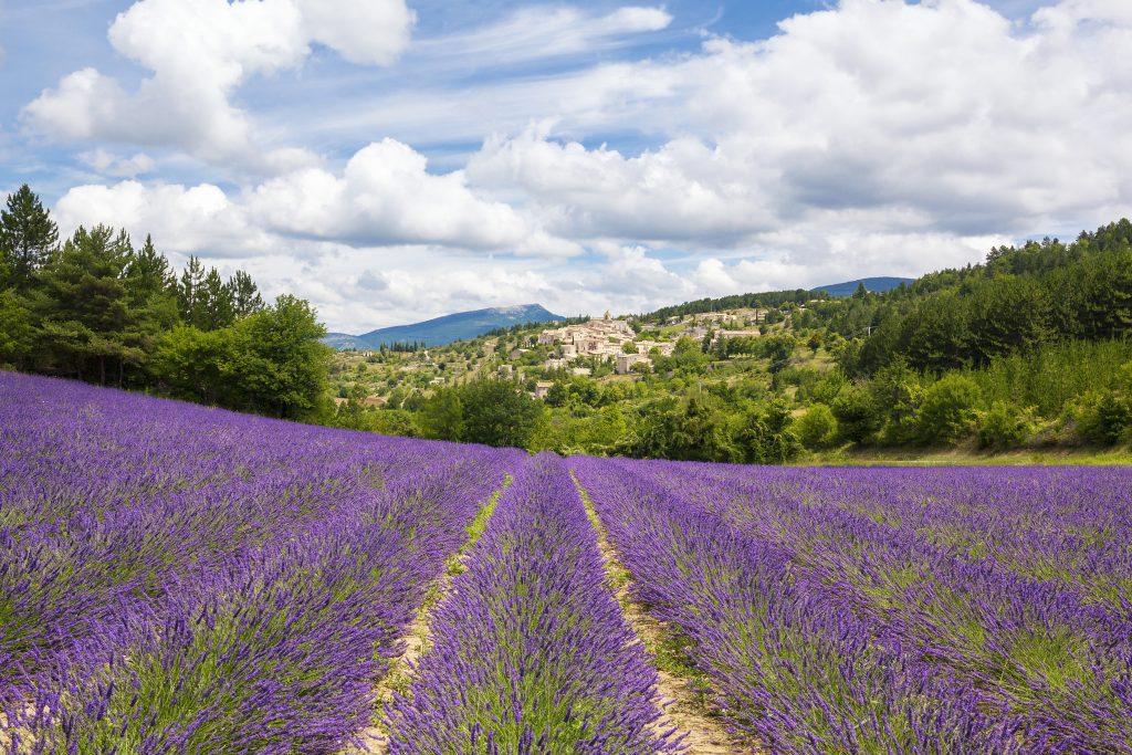 Champs de Lavande et village provençal France