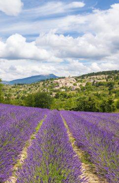 Champs de Lavande et village provençal France